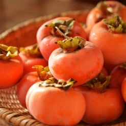 Weeping Persimmon -Garden Oasis Magic Fountain Weeping Persimmon 2