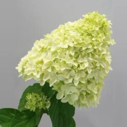 Magical® Candle Hydrangea Shrub -Garden Oasis Magical Candle 2