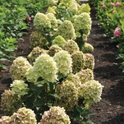 Magical® Candle Hydrangea Shrub -Garden Oasis Magical Candle 3