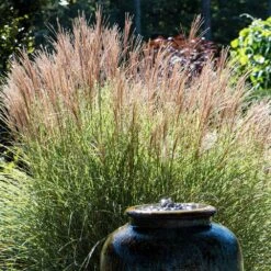Morning Light Miscanthus -Garden Oasis Maiden Grass Morning light 2 FGT