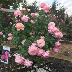 Marc Chagall™ Rose -Garden Oasis Marc Chagall