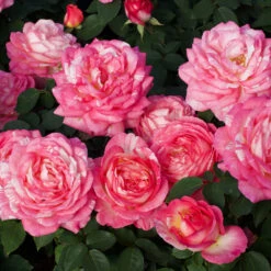 Marc Chagall™ Rose Tree -Garden Oasis Marc Chagall Standard 3