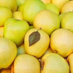 Mutsu (Crispin) Apple Tree 7 Mutsu (Crispin) Apple Tree -Garden Oasis Matsu Crispin Apple 2 911ff493 b5f3 4735 b48a e3117551cc55