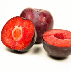 Methley Plum Tree -Garden Oasis Methley Plum 3 6230ed7a 5c4e 4b03 88d0 ad8f75f62363