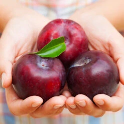 Methley Plum Tree -Garden Oasis Methley Plum 4 4ec34c93 142f 4450 8af1 feb06f93c049