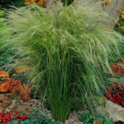 Mexican Feather Grass -Garden Oasis Mexican Feather Grass 5