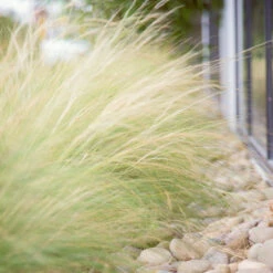 Mexican Feather Grass -Garden Oasis Mexican Feather Grass 6