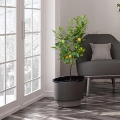 Meyer Lemon Tree - USDA Organic -Garden Oasis Meyer Lemon Tree 3 FGT b7562976 3142 4944 868e f1282fe437b5