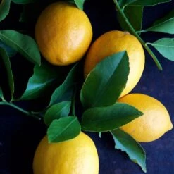 Meyer Lemon Tree - USDA Organic -Garden Oasis Meyer Lemon Tree 4 FGT 86c355b1 1806 432f bbab b2cdc2387094