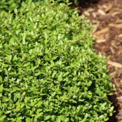 Micron® Holly Shrub 7 Micron® Holly Shrub -Garden Oasis Micron Holly 4 FGT
