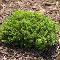 Micron® Holly Shrub 9 Micron® Holly Shrub -Garden Oasis Micron Holly 8 FGT