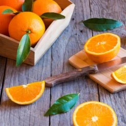 Midknight Valencia Orange -Garden Oasis MidKnight Orange 3 FGT