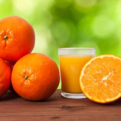 Midknight Valencia Orange -Garden Oasis MidKnight Valencia Orange 3