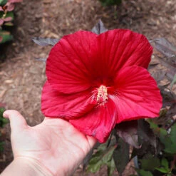Midnight Marvel Hardy Hibiscus -Garden Oasis Midnight Marvel Hibiscus 2