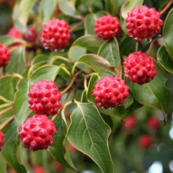 Milky Way Chinese Dogwood Tree 7 Milky Way Chinese Dogwood Tree -Garden Oasis Milky Way Select 1