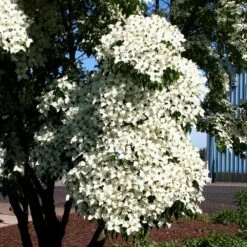 Milky Way Chinese Dogwood Tree 8 Milky Way Chinese Dogwood Tree -Garden Oasis Milky Way Select 3