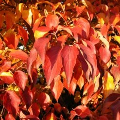 Milky Way Chinese Dogwood Tree 9 Milky Way Chinese Dogwood Tree -Garden Oasis Milky Way Select 4