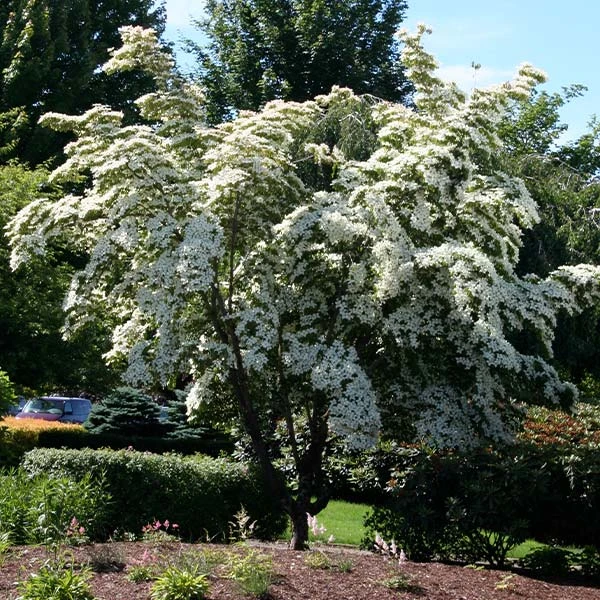 Milky Way Chinese Dogwood Tree 1 Milky Way Chinese Dogwood Tree