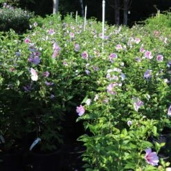 Minerva Rose Of Sharon Althea Shrub 9 Minerva Rose Of Sharon Althea Shrub -Garden Oasis Minerva Rose of Sharon 1