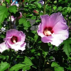 Minerva Rose Of Sharon Althea Shrub 8 Minerva Rose Of Sharon Althea Shrub -Garden Oasis Minerva Rose of Sharon 2