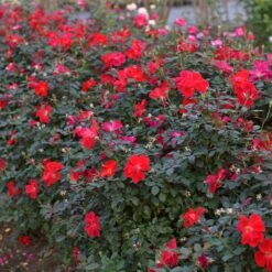 Miracle On The Hudson™ Rose 9 Miracle On The Hudson™ Rose -Garden Oasis Miracle on the Hudson 4 FGT