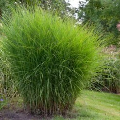 Miscanthus Gracillimus (Maiden Grass) -Garden Oasis Miscanthus Gracillimus Maiden Grass 1