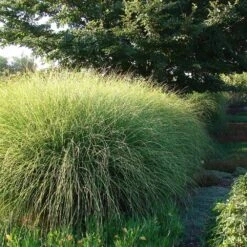 Miscanthus Gracillimus (Maiden Grass) -Garden Oasis Miscanthus Gracillimus Maiden Grass 6
