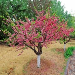 Multi-Peach Tree -Garden Oasis Multi fruit peach 2