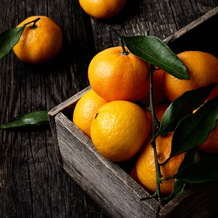 Murcott Honey Mandarin Tree 2 Murcott Honey Mandarin Tree - Image 2