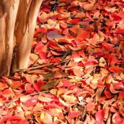 Muskogee Crape Myrtle Tree -Garden Oasis Muskogee Crape Myrtle 6