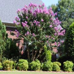 Muskogee Crape Myrtle Tree -Garden Oasis Muskogee Crape Myrtle 7 FGT