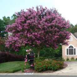 Muskogee Crape Myrtle Tree -Garden Oasis Muskogee Crape Myrtle single trunk