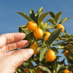Nagami Kumquat Tree -Garden Oasis Nagami Kumquat 1 FGT 53154ba8 d115 4c13 bdd7 2e152c12e263