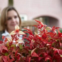 Fire Power Nandina Shrub -Garden Oasis Nandina Firepower 1