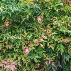 Heavenly Bamboo Nandina Shrub -Garden Oasis Nandina Heavenly Bamboo 4