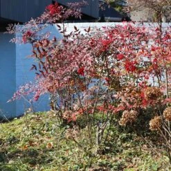 Heavenly Bamboo Nandina Shrub -Garden Oasis Nandina Heavenly Bamboo 6