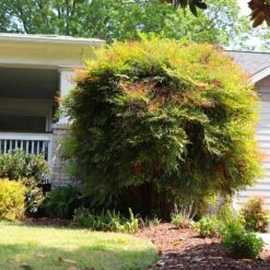 Heavenly Bamboo Nandina Shrub -Garden Oasis Nandina Heavenly Bamboo 7
