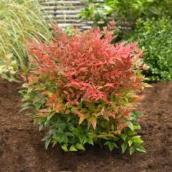 Obsession™ Nandina Shrub 10 Obsession™ Nandina Shrub -Garden Oasis Nandina Obsession 2