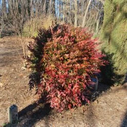 Obsession™ Nandina Shrub 12 Obsession™ Nandina Shrub -Garden Oasis Nandina Obsession 3
