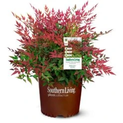 Obsession™ Nandina Shrub 13 Obsession™ Nandina Shrub -Garden Oasis Nandina Obsession 4