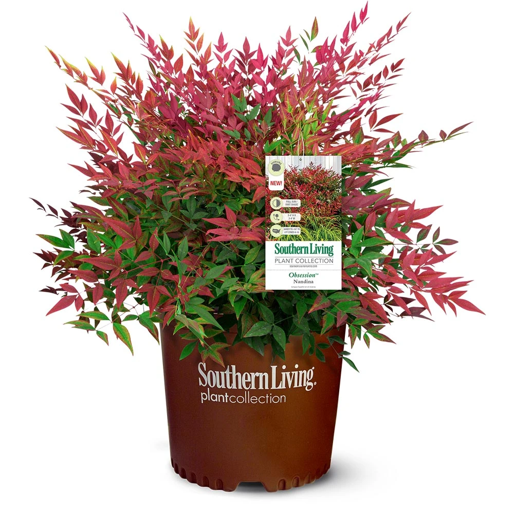 Obsession™ Nandina Shrub 6 Obsession™ Nandina Shrub - Image 6