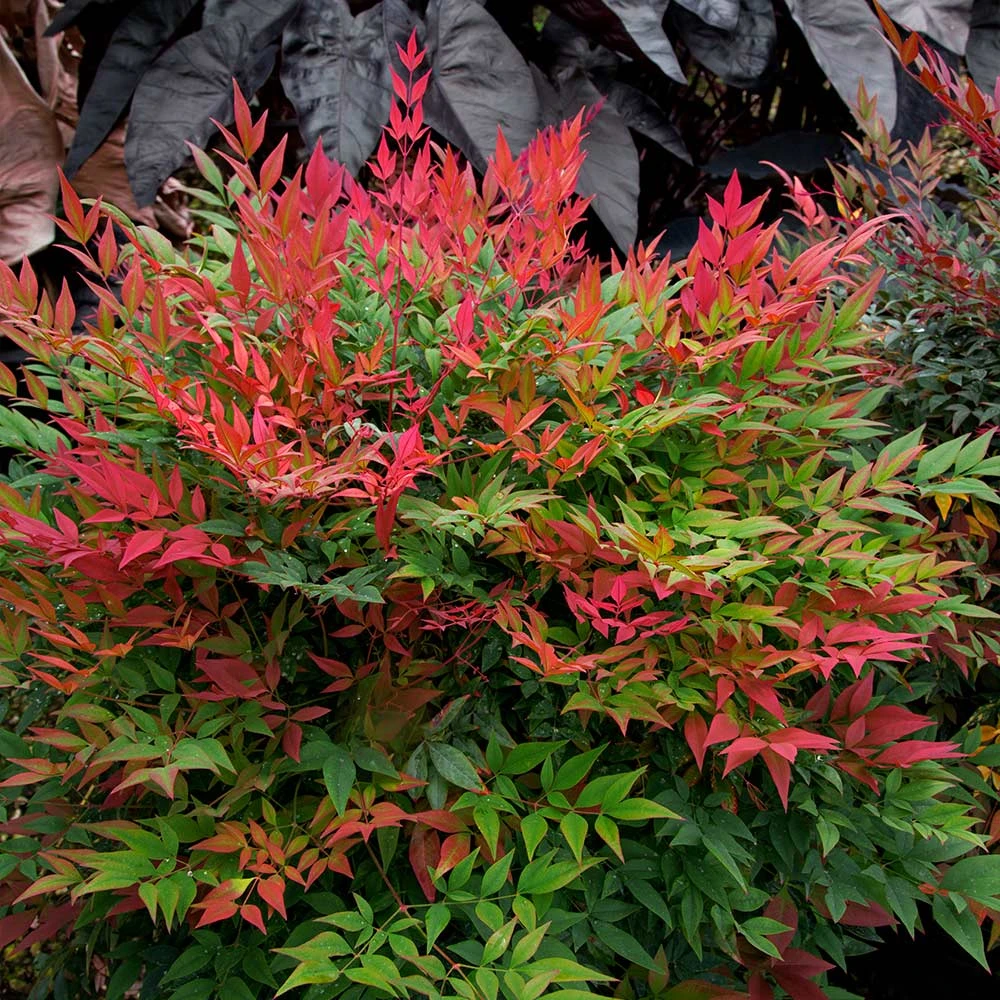 Obsession™ Nandina Shrub 2 Obsession™ Nandina Shrub - Image 2