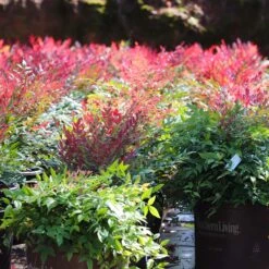 Obsession™ Nandina Shrub 15 Obsession™ Nandina Shrub -Garden Oasis Nandina Obsession 7 FGT