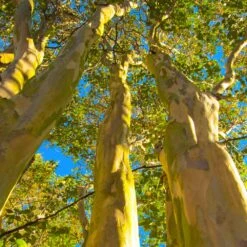Natchez Crape Myrtle Tree -Garden Oasis Natchez Crape Myrtle