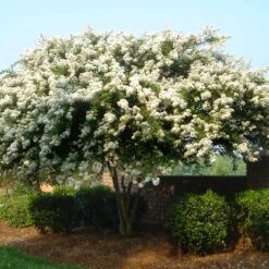 Natchez Crape Myrtle Tree -Garden Oasis Natchez Crape Myrtle 1 FGT