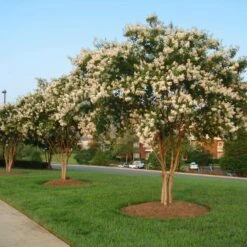 Natchez Crape Myrtle Tree -Garden Oasis Natchez Crape Myrtle 8 FGT