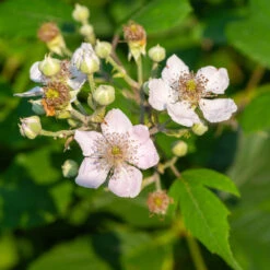 Navaho Blackberry -Garden Oasis Navaho Blackberry 1