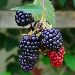 Navaho Blackberry -Garden Oasis Navaho Blackberry 5