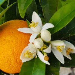 Navel Orange Tree -Garden Oasis Navel Orange 4