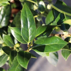 Needlepoint Holly 7 Needlepoint Holly -Garden Oasis Needlepoint Holly 3